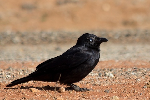 Little Crow (Corvus bennetti)
